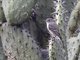 GrayFlycatcher (Empidonax wrightii)