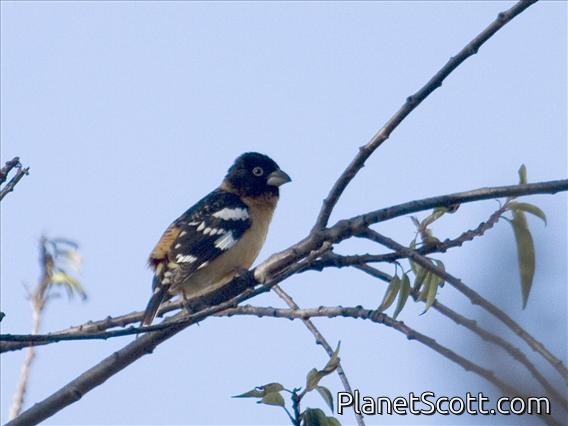 Black-headed Grosbeak (Pheucticus melanocephalus) - Male