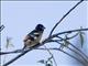 Black-headed Grosbeak (Pheucticus melanocephalus) - Male
