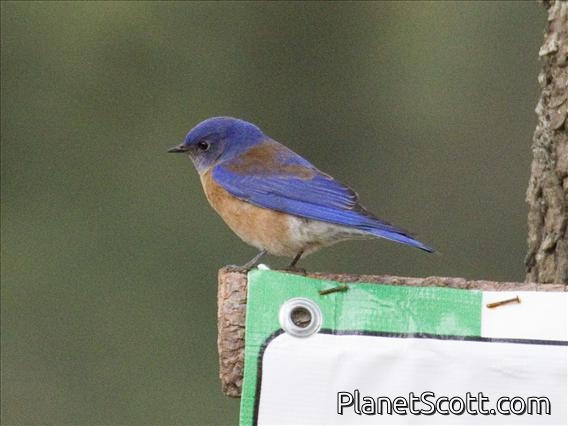 Western Bluebird (Sialia mexicana)
