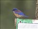 Western Bluebird (Sialia mexicana)