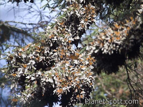 Monarch Butterflies (Danaus Plexippus)