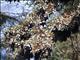 Monarch Butterflies (Danaus  Plexippus)