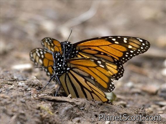 Monarch Butterfly (Danaus Plexippus) - Mating
