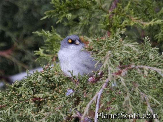 Yellow-eyed Junco (Junco phaeonotus)