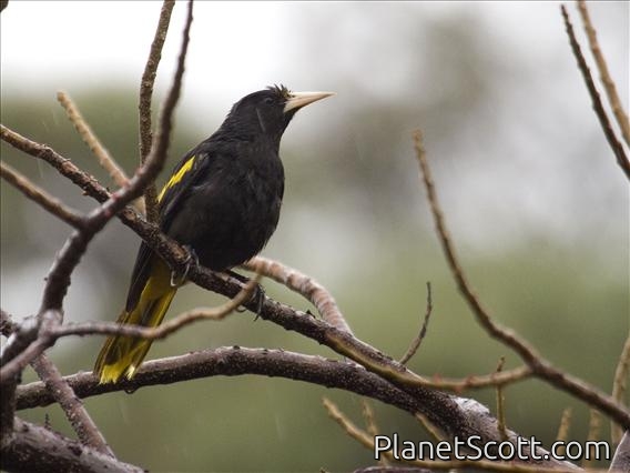 Yellow-winged Cacique (Cassiculus melanicterus)
