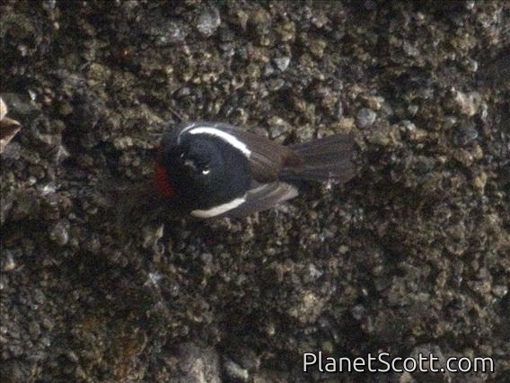 Painted Redstart (Myioborus pictus)