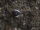 Painted Redstart (Myioborus pictus)