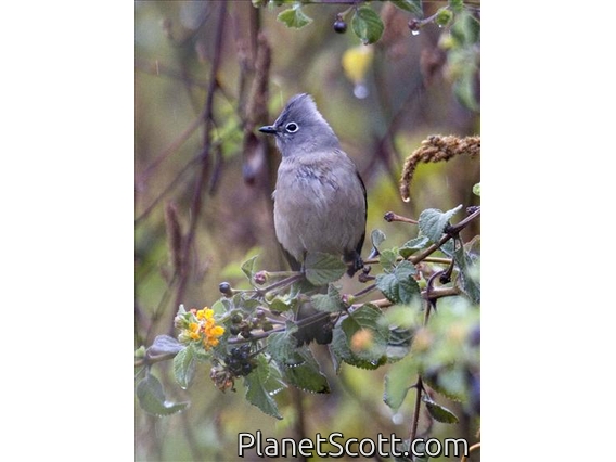 Grey Silky-flycatcher (Ptilogonys cinereus)