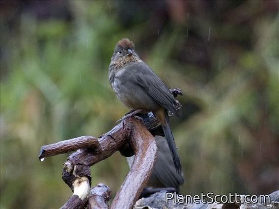 Canyon Towhee (Pipilo fusca)