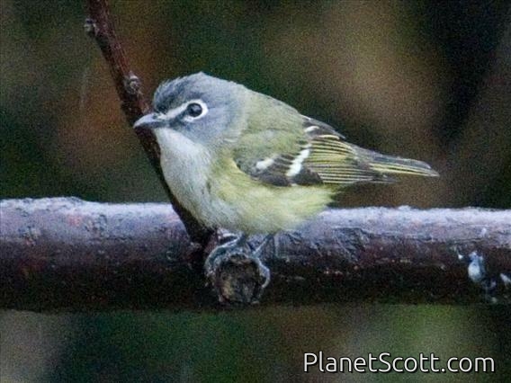 Blue-headed Vireo (Vireo solitarius)