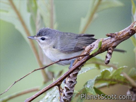 Western Warbling Vireo (Vireo swainsoni)