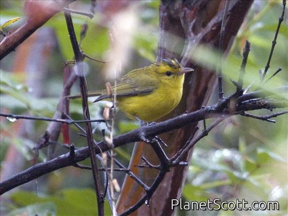 Golden Vireo (Vireo hypochryseus)