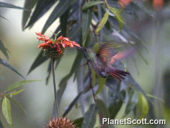 Berylline Hummingbird (Saucerottia beryllina)