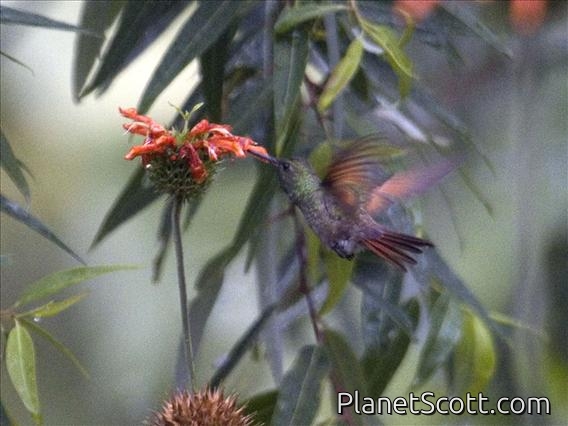 Berylline Hummingbird (Amazilia beryllina)