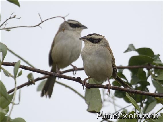 Stripe-headed Sparrow (Aimophila ruficauda)