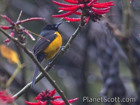 Black-vented Oriole (Icterus wagleri)