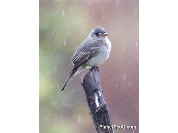 Western Wood-Pewee (Contopus sordidulus)