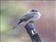 Western Wood Pewee (Contopus sordidulus)
