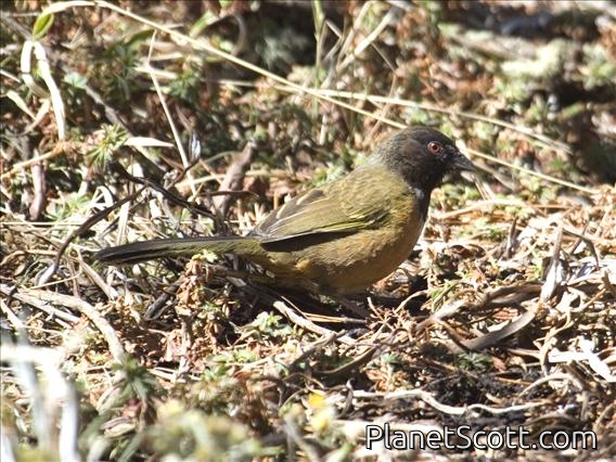 Spotted Towhee (Pipilo erythrophthalmus macronyx)