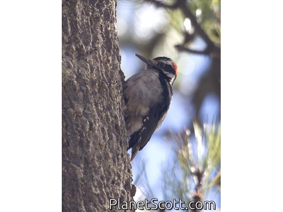 Hairy Woodpecker