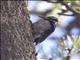 Hairy Woodpecker