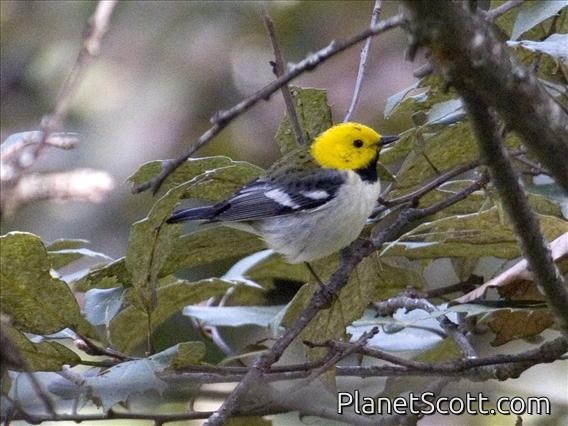Hermit Warbler (Dendroica occidentalis)