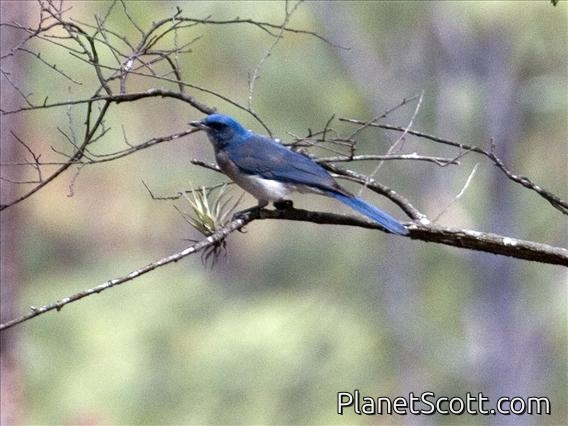 Mexican Jay (Aphelocoma ultramarina)