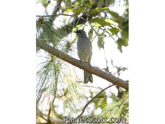 Brown-backed Solitaire (Myadestes occidentalis)