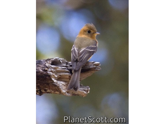 Tufted Flycatcher (Mitrephanes phaeocercus)