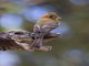 Tufted Flycatcher (Mitrephanes phaeocercus)