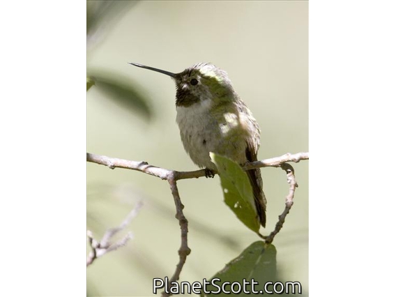 Bumblebee Hummingbird (Atthis heloisa)