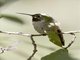 Bumblebee Hummingbird (Atthis heloisa)