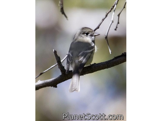 Hammond's Flycatcher (Empidonax hammondii)