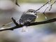Hammond's Flycatcher (Empidonax hammondii)