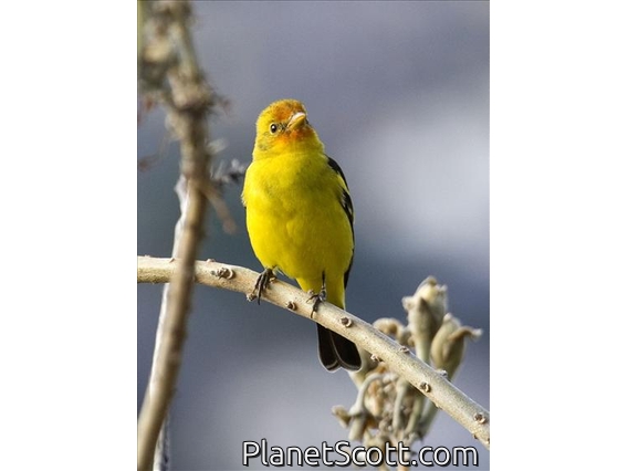 Western Tanager (Piranga ludoviciana)