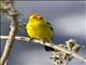 Western Tanager (Piranga ludoviciana)