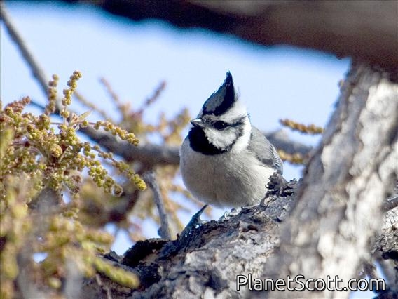 Bridled Titmouse (Parus wollweberi)