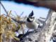 Bridled Titmouse (Parus wollweberi)