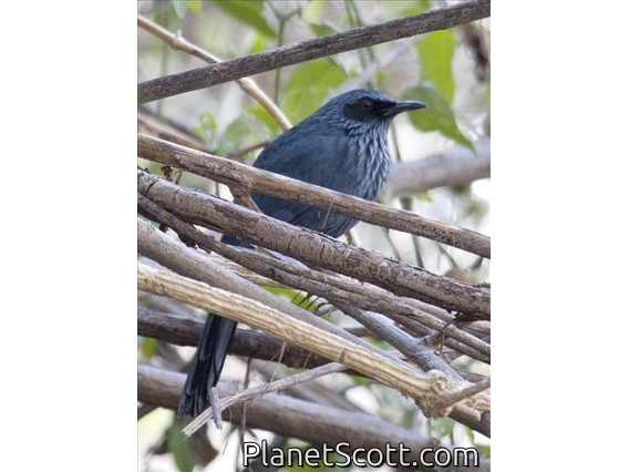 Blue Mockingbird (Melanotis caerulescens)