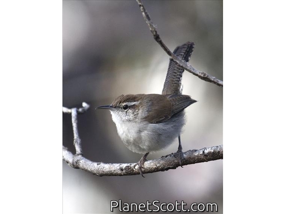 Bewick's Wren (Thryomanes bewickii)