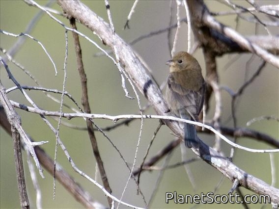 Varied Bunting (Passerina versicolor)