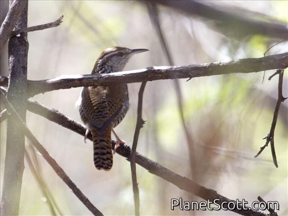 Banded Wren (Thryothorus pleurostictus)