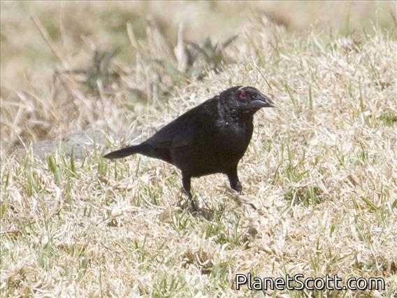 Bronzed Cowbird (Molothrus aeneus)