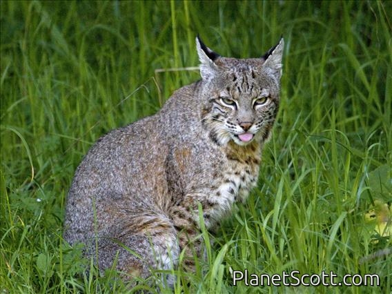 Bobcat (Lynx rufus)