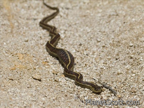 Western Terrestrial Garter Snake (Thamnophis elegans)