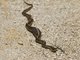 Western Terrestrial Garter Snake (Thamnophis elegans)