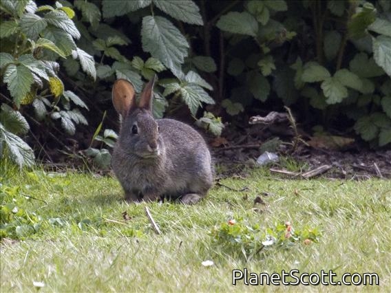 brush rabbit (Sylvilagus bachmani)