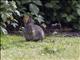 brush rabbit (Sylvilagus bachmani)