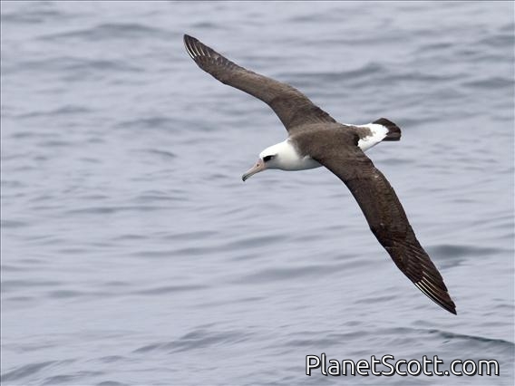 Laysan Albatross (Diomedea immutabilis)